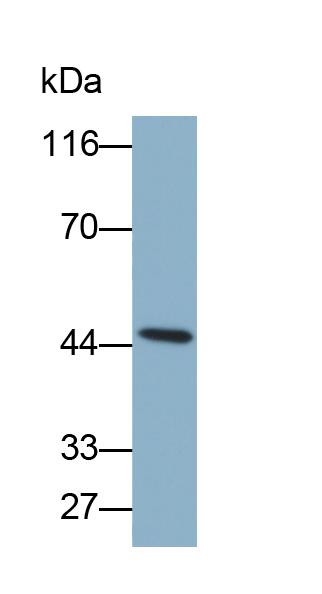 Biotin-Linked Monoclonal Antibody to Plasminogen Activator Inhibitor 1 (PAI1)