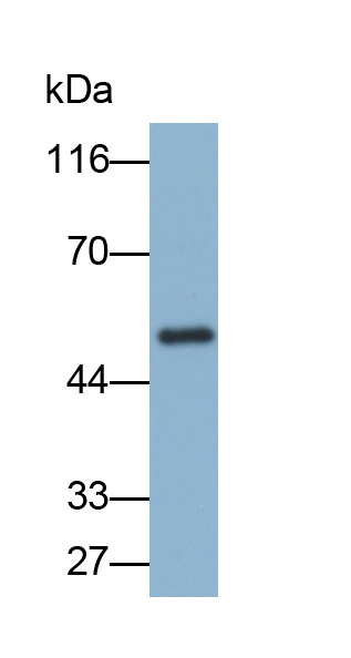 Biotin-Linked Polyclonal Antibody to Enolase, Neuron Specific (NSE)