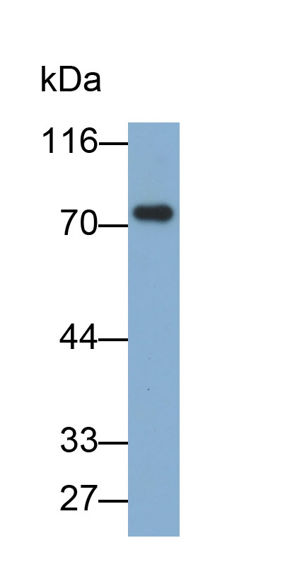 Biotin-Linked Polyclonal Antibody to Immunoglobulin M (IgM)