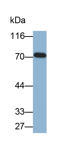 Biotin-Linked Polyclonal Antibody to Vascular Cell Adhesion Molecule 1 (VCAM1)