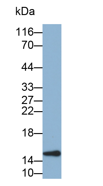 Biotin-Linked Polyclonal Antibody to Fatty Acid Binding Protein 2, Intestinal (FABP2)