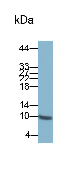 Biotin-Linked Monoclonal Antibody to S100 Calcium Binding Protein B (S100B)