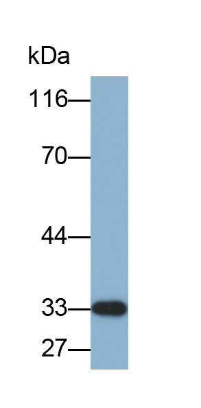 Biotin-Linked Polyclonal Antibody to Heme Oxygenase 1 (HO1)