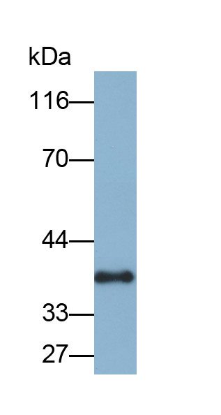 Biotin-Linked Polyclonal Antibody to Cyclin D1 (CCND1)