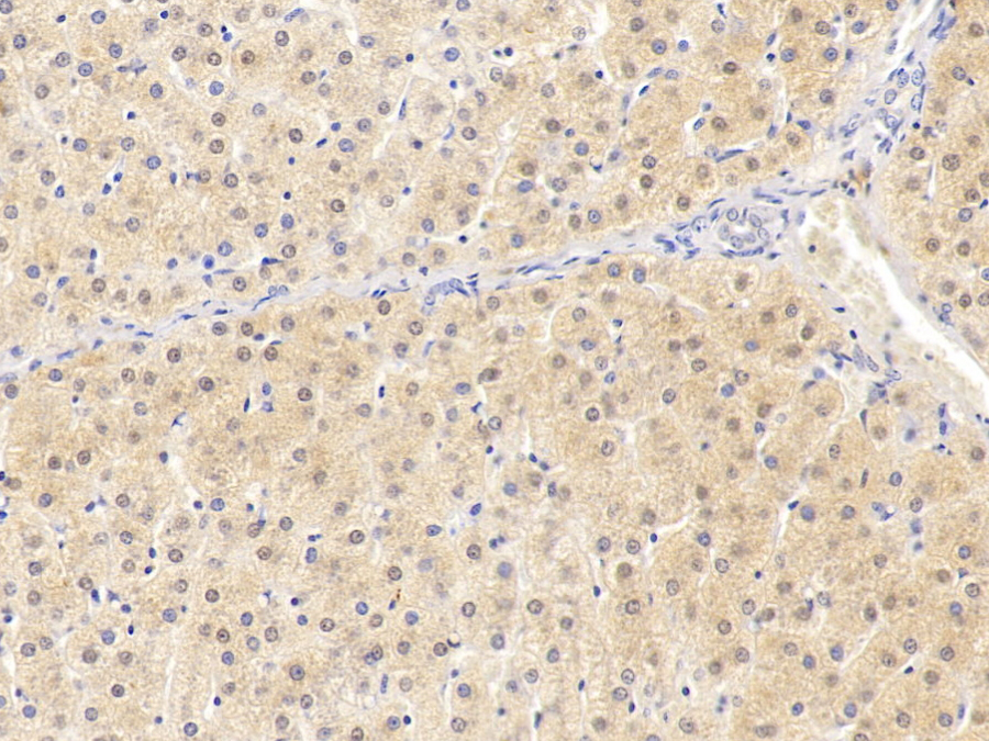 Biotin-Linked Monoclonal Antibody to Somatostatin (SST)