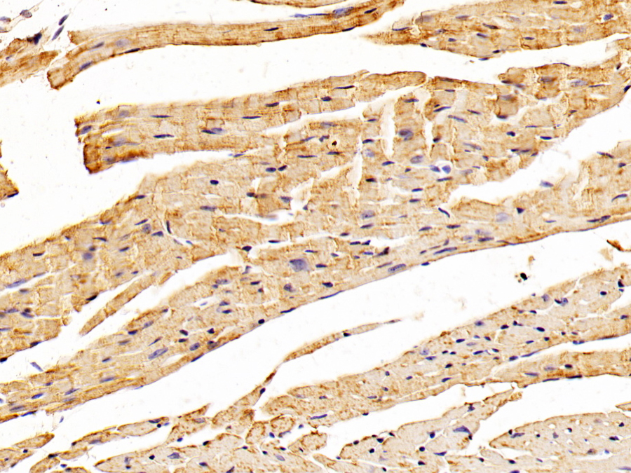 Biotin-Linked Polyclonal Antibody to Transcription Factor P65 (NFKB3)