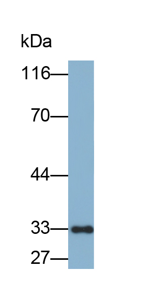 Biotin-Linked Polyclonal Antibody to Caspase 3 (CASP3)