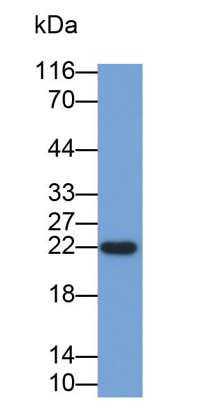 Biotin-Linked Polyclonal Antibody to BH3 Interacting Domain Death Agonist (Bid)