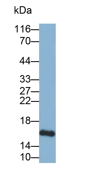 Biotin-Linked Polyclonal Antibody to Midkine (MK)