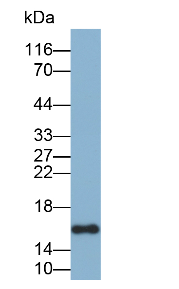 Biotin-Linked Polyclonal Antibody to Midkine (MK)