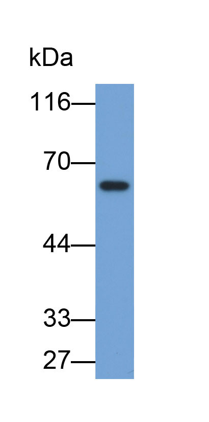 Biotin-Linked Polyclonal Antibody to Hexosaminidase B Beta (HEXb)