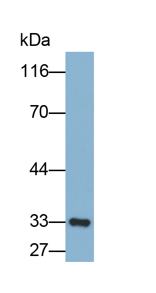 Biotin-Linked Polyclonal Antibody to Complement component 1 Q subcomponent-binding protein, mitochondrial (C1QBP)