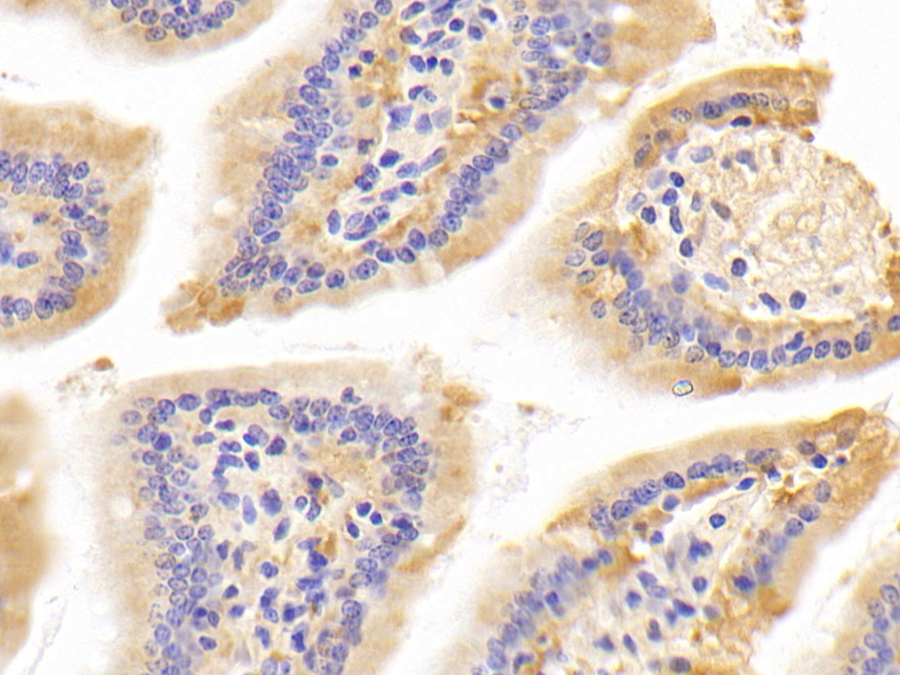 Biotin-Linked Polyclonal Antibody to Bone Morphogenetic Protein 1 (BMP1)