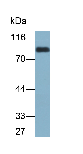 Biotin-Linked Polyclonal Antibody to Amiloride Binding Protein 1 (ABP1)