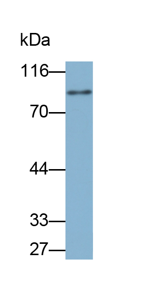 Biotin-Linked Polyclonal Antibody to Amiloride Binding Protein 1 (ABP1)