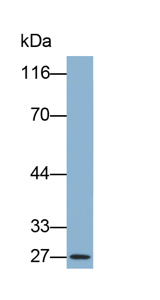 Biotin-Linked Polyclonal Antibody to Glutathione S Transferase Mu 1 (GSTM1)