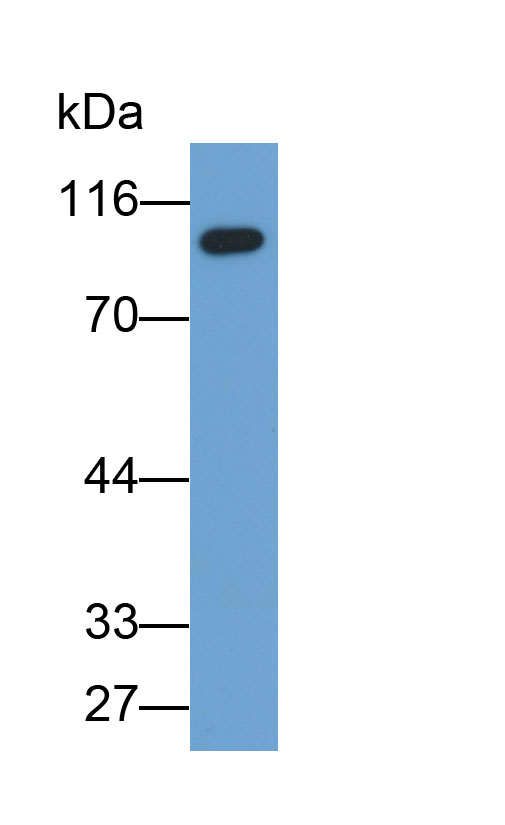 Biotin-Linked Polyclonal Antibody to Toll Like Receptor 2 (TLR2)