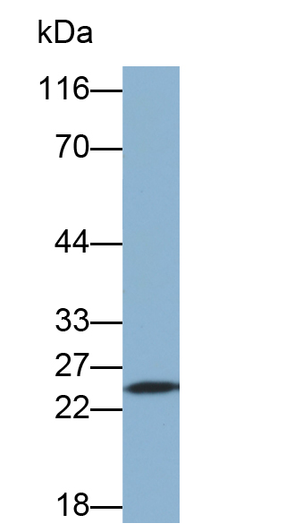 Biotin-Linked Polyclonal Antibody to Glutathione S Transferase Alpha 3 (GSTa3)