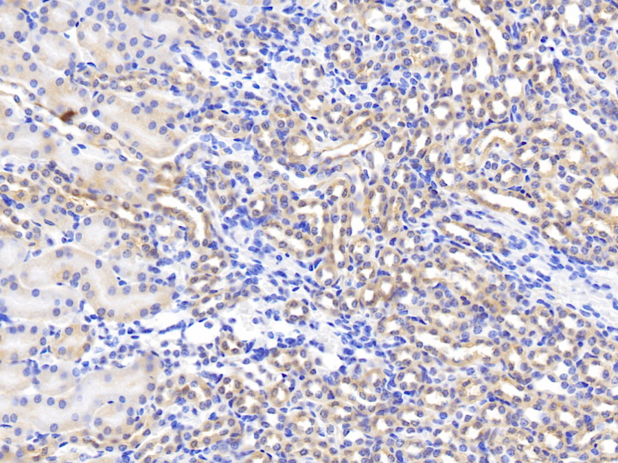 Biotin-Linked Polyclonal Antibody to Slit Homolog 2 (Slit2)