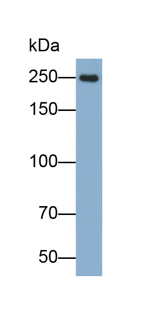 Biotin-Linked Polyclonal Antibody to Coagulation Factor V (F5)