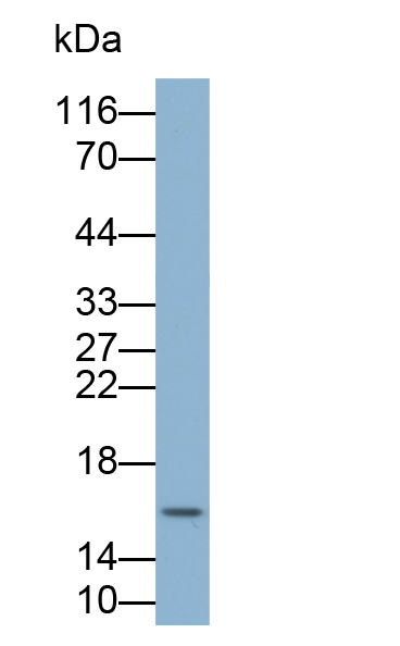 Biotin-Linked Polyclonal Antibody to Myeloid Progenitor Inhibitory Factor 2 (MPIF2)