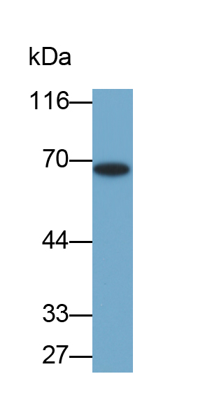 Biotin-Linked Polyclonal Antibody to Cyclooxygenase-2 (COX 2)