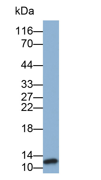 Biotin-Linked Polyclonal Antibody to Thioredoxin (Trx)