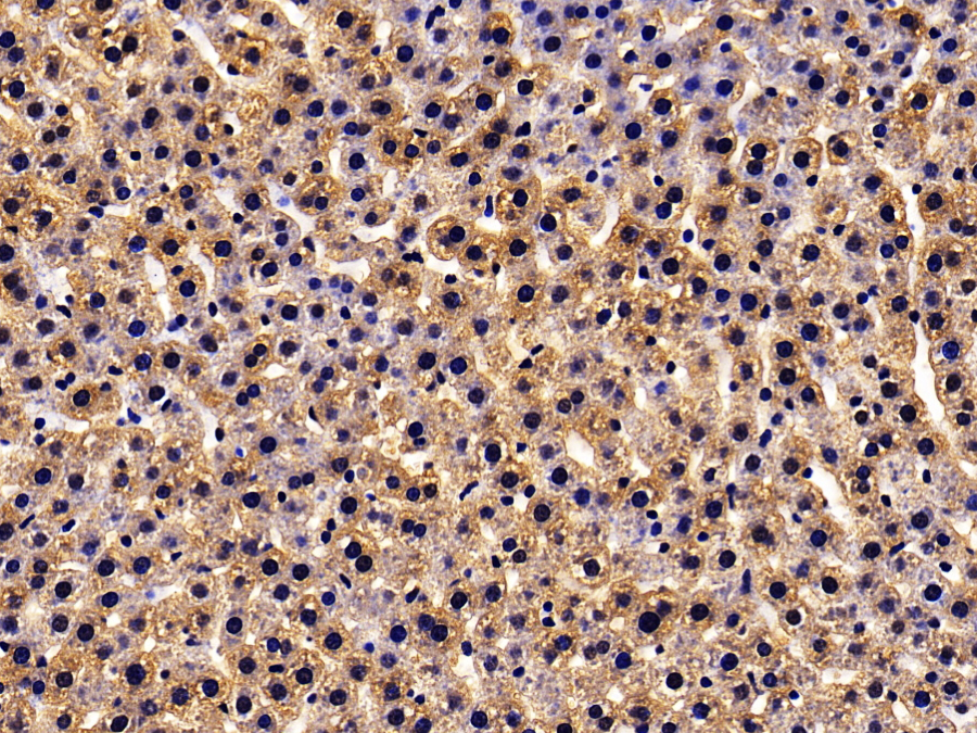 Biotin-Linked Polyclonal Antibody to Thioredoxin (Trx)