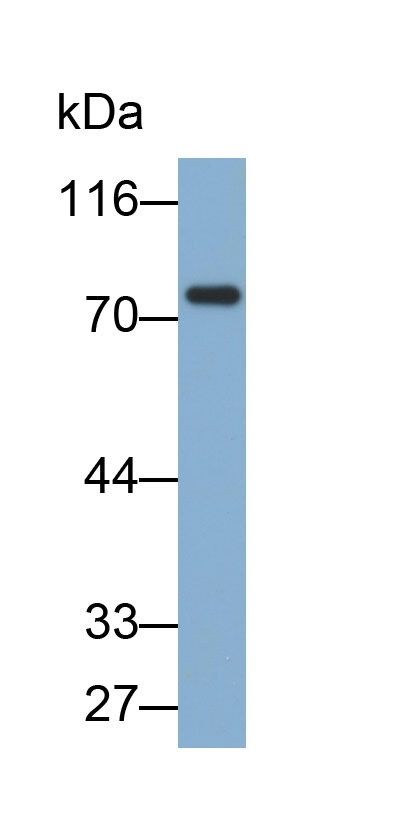 Biotin-Linked Polyclonal Antibody to Prothrombin Fragment 1+2 (F1+2)