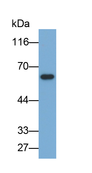 Biotin-Linked Polyclonal Antibody to Glucose-6-phosphate Dehydrogenase (G6PD)