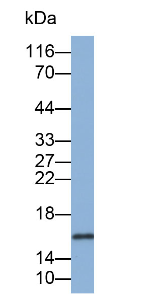 Biotin-Linked Polyclonal Antibody to Prealbumin (PALB)