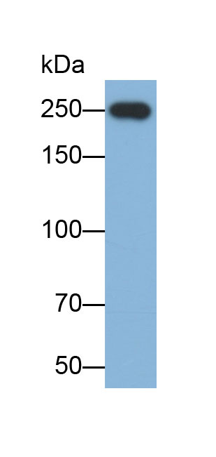 Biotin-Linked Polyclonal Antibody to Myosin Heavy Chain 2 (MYH2)