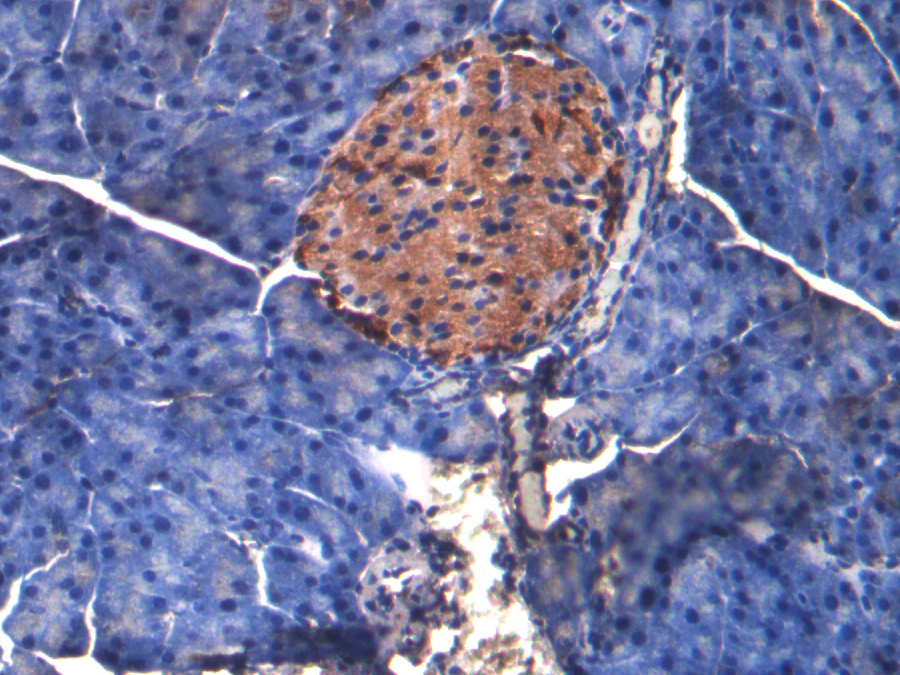 Biotin-Linked Polyclonal Antibody to Podocalyxin (PODXL)