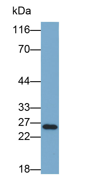 Biotin-Linked Polyclonal Antibody to B-Cell Leukemia/Lymphoma 2 (Bcl2)