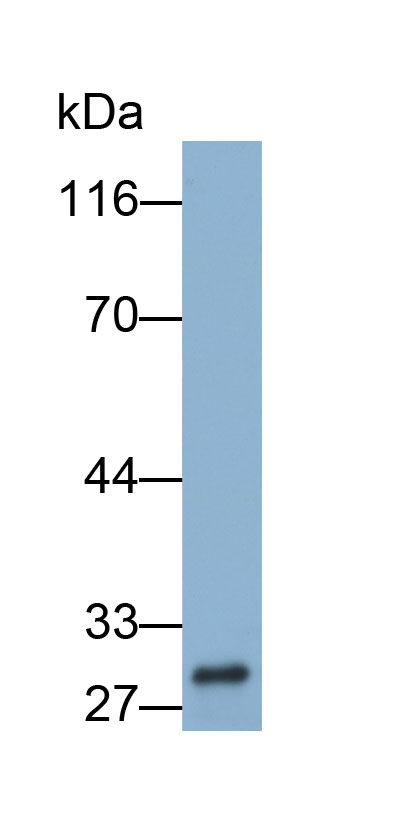 Biotin-Linked Polyclonal Antibody to Carbonic Anhydrase II (CA2)