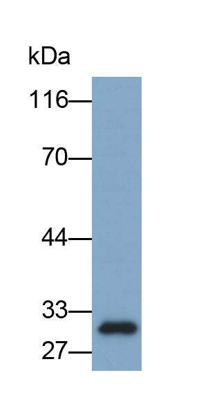 Biotin-Linked Polyclonal Antibody to Carbonic Anhydrase II (CA2)