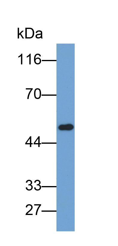 Biotin-Linked Polyclonal Antibody to Complement Factor P (CFP)