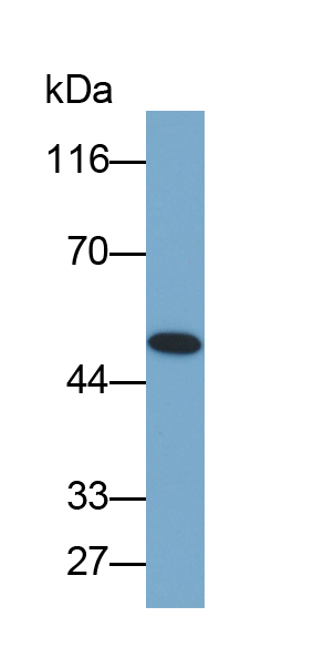 Biotin-Linked Polyclonal Antibody to Kidney Injury Molecule 1 (Kim1)