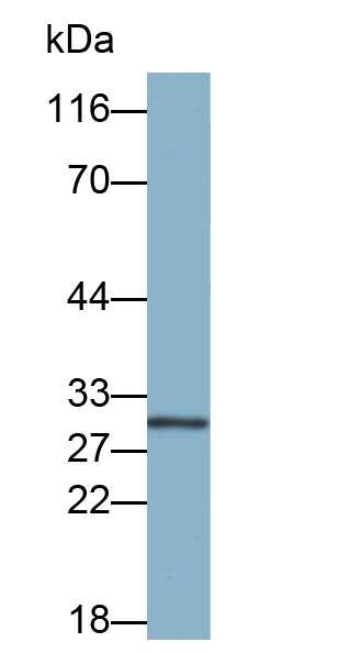 Biotin-Linked Monoclonal Antibody to Programmed Cell Death Protein 1 Ligand 1 (PDL1)