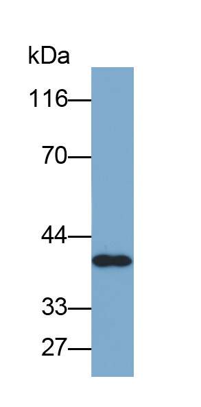 Biotin-Linked Polyclonal Antibody to Osteonectin (ON)