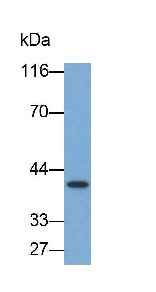 Biotin-Linked Polyclonal Antibody to Osteonectin (ON)