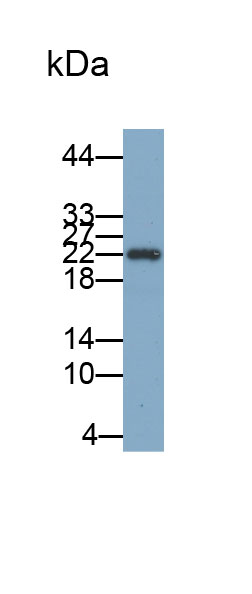 Biotin-Linked Polyclonal Antibody to Hypoxia Inducible Factor 1 Alpha (HIF1a)