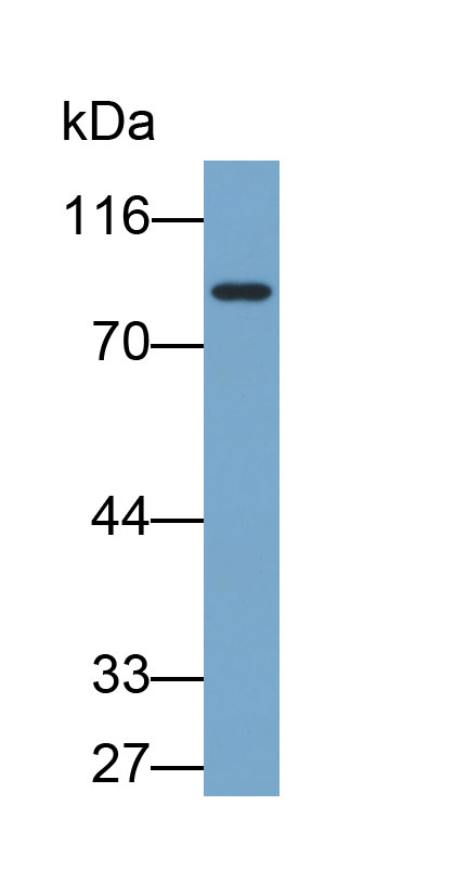 Biotin-Linked Polyclonal Antibody to Hypoxia Inducible Factor 1 Alpha (HIF1a)