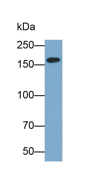 Biotin-Linked Polyclonal Antibody to Nitric Oxide Synthase 1, Neuronal (NOS1)