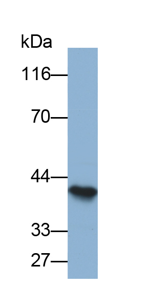 Biotin-Linked Polyclonal Antibody to Haptoglobin (Hpt)