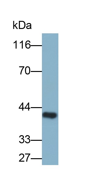 Biotin-Linked Polyclonal Antibody to Haptoglobin (Hpt)