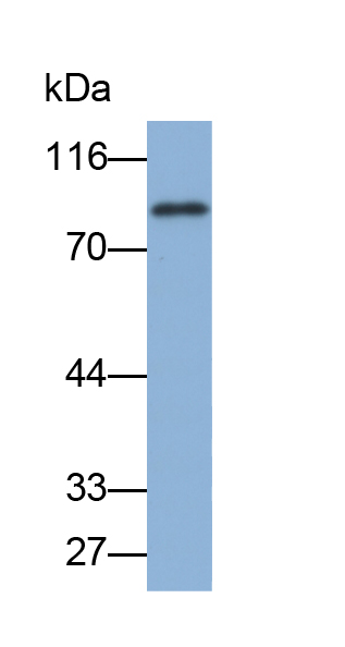 Biotin-Linked Polyclonal Antibody to Coagulation Factor II (F2)