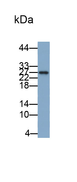 Biotin-Linked Polyclonal Antibody to C Reactive Protein (CRP)