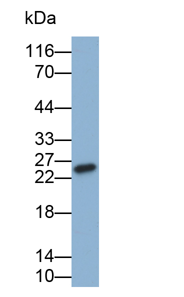 Biotin-Linked Polyclonal Antibody to C Reactive Protein (CRP)