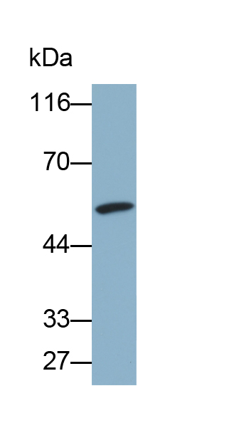 Biotin-Linked Monoclonal Antibody to Immunoglobulin G3 (IgG3)